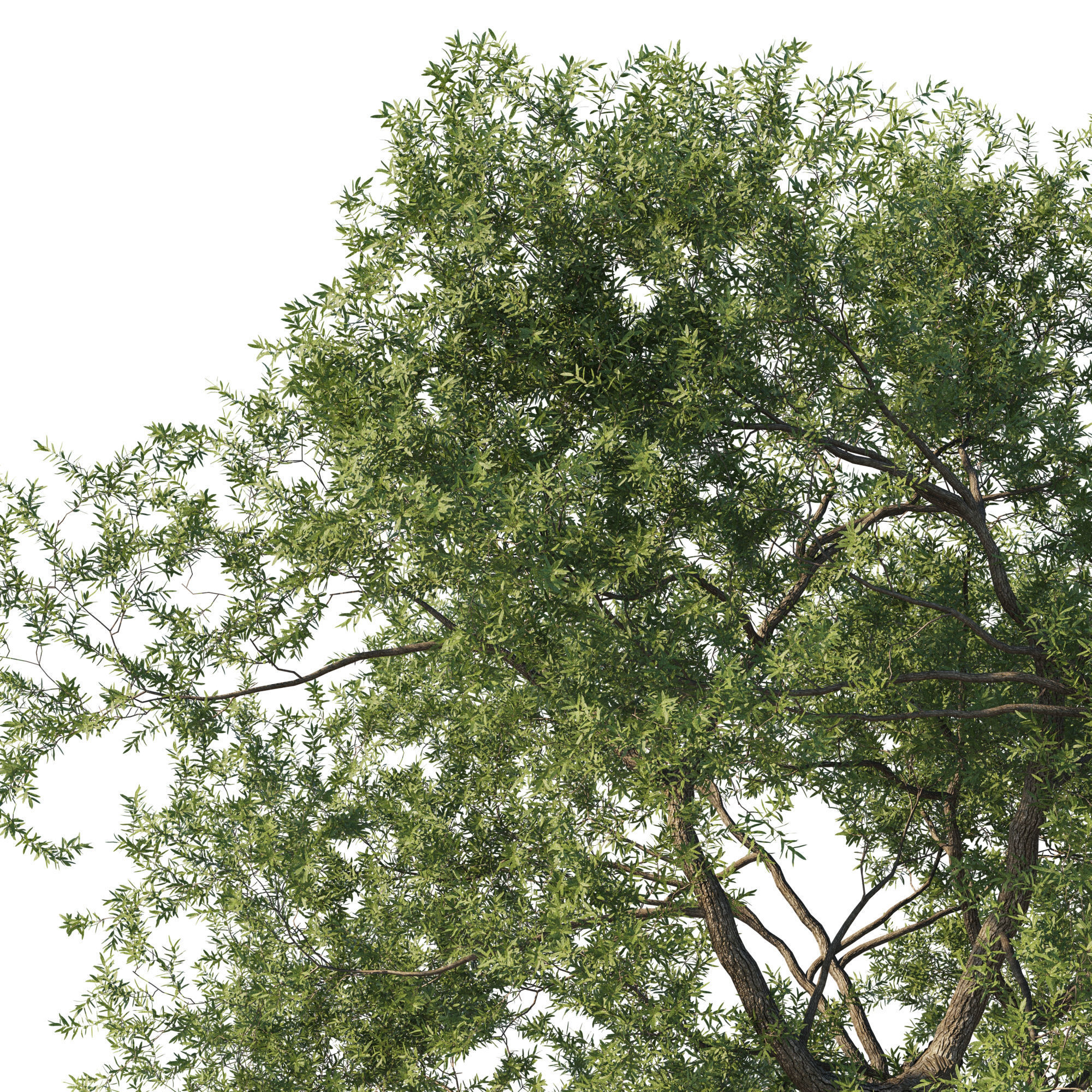 Quercus fusiformis 01 3D model_1