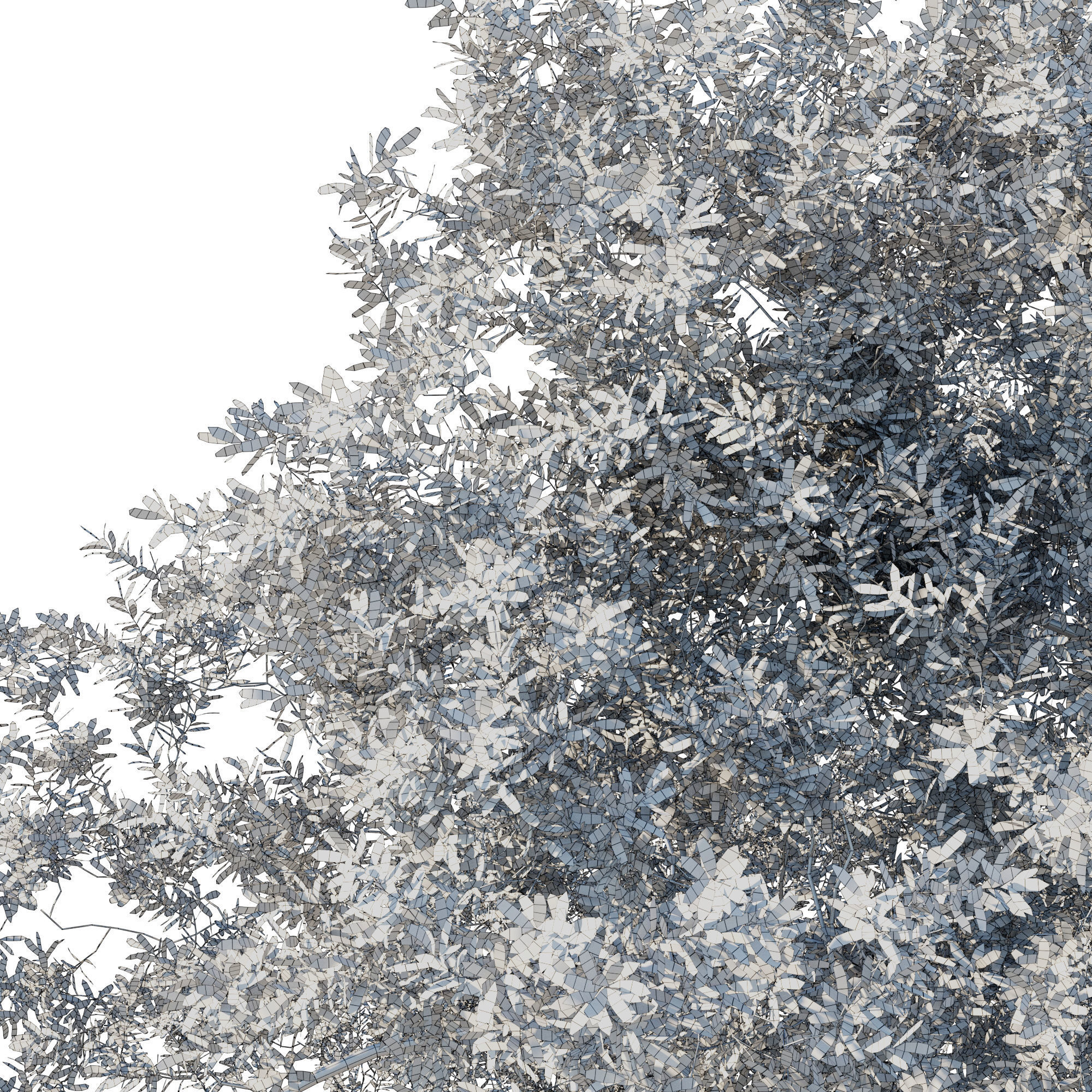 Quercus fusiformis 01 3D model_2