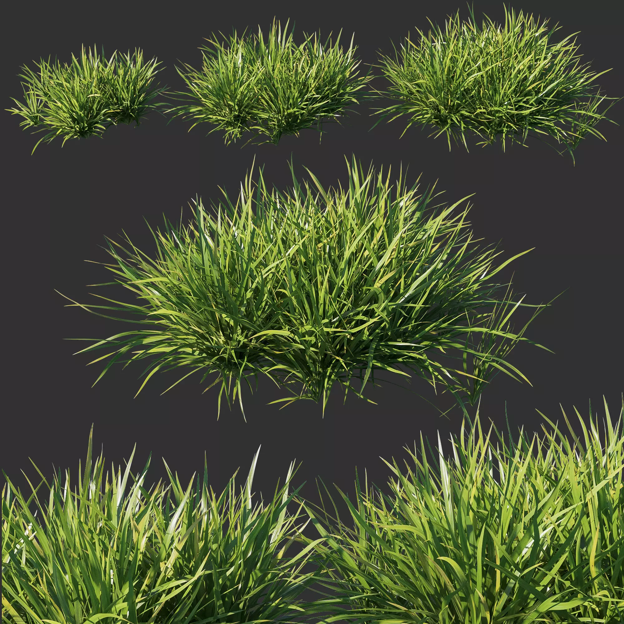 Dietes grandiflora grass 02 3D model