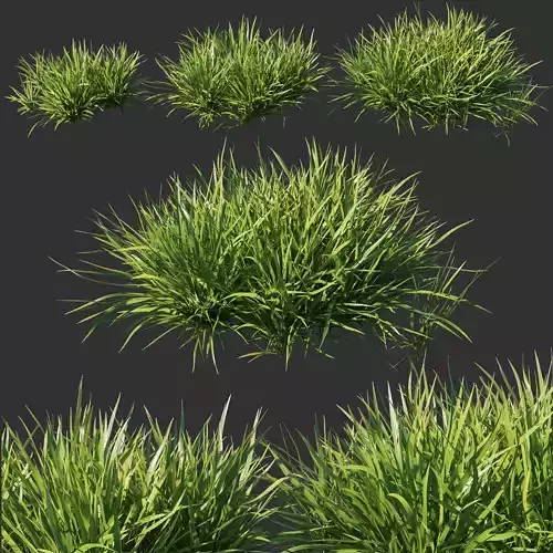 Dietes grandiflora grass 02 3D model