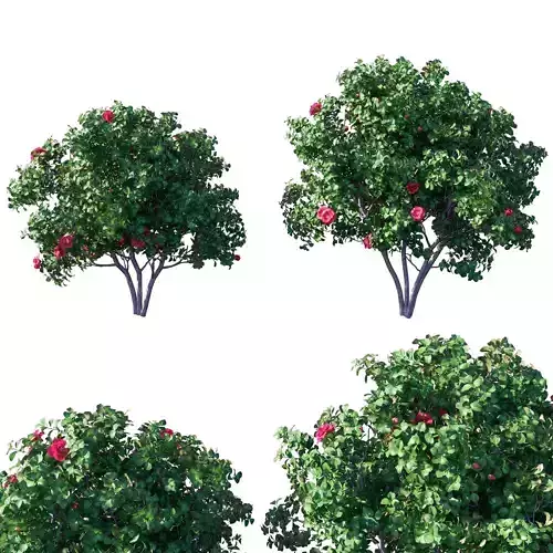 Camellia japonica 3D model