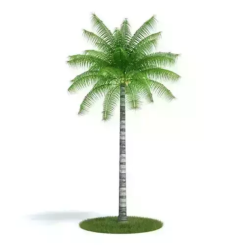 Coconut Palm Tree With Coconuts