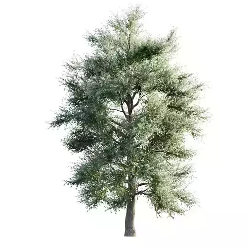 Poplar 21m 3D model