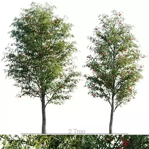 Sorbus 5m and 4m 3D model