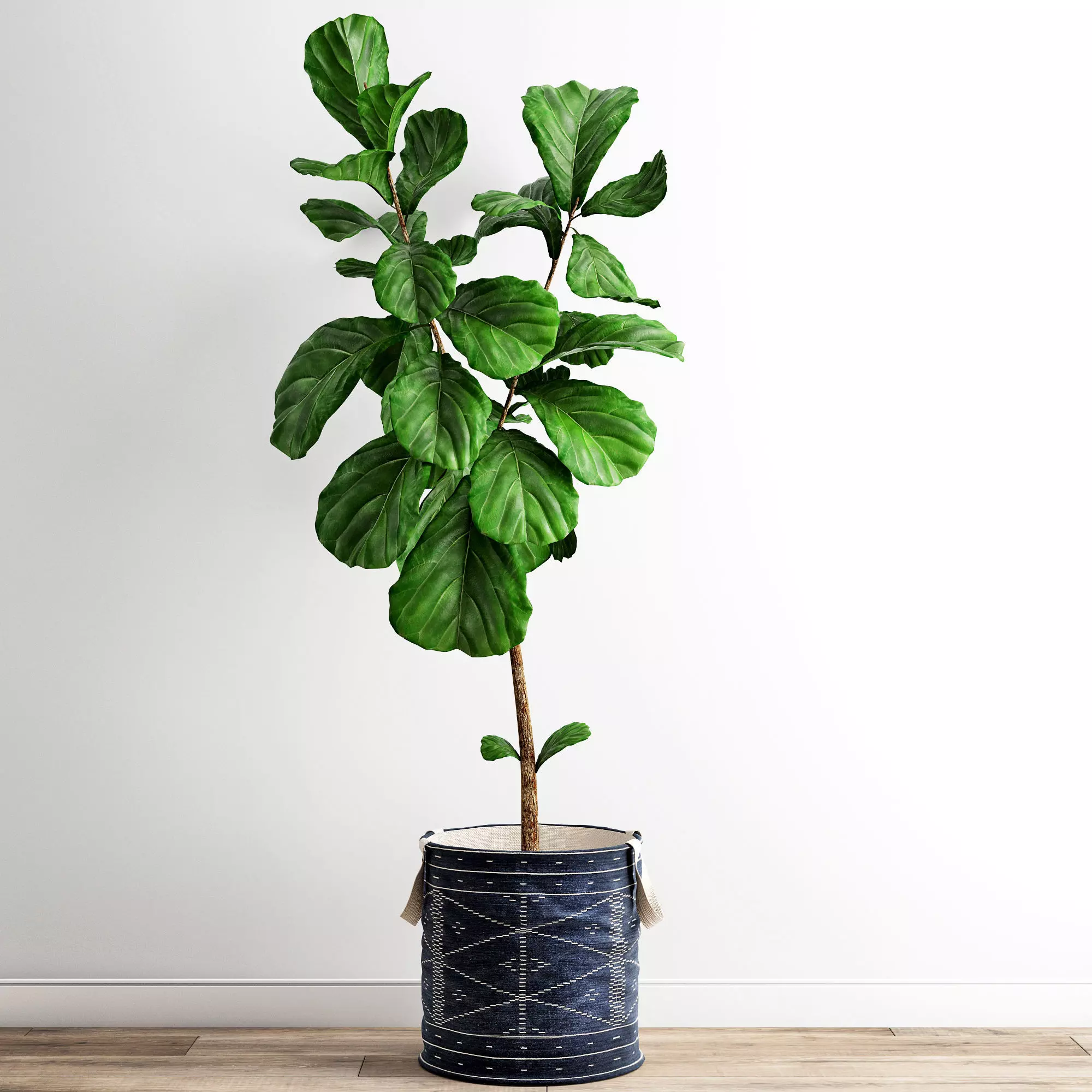 Scandi Ficus 3D model