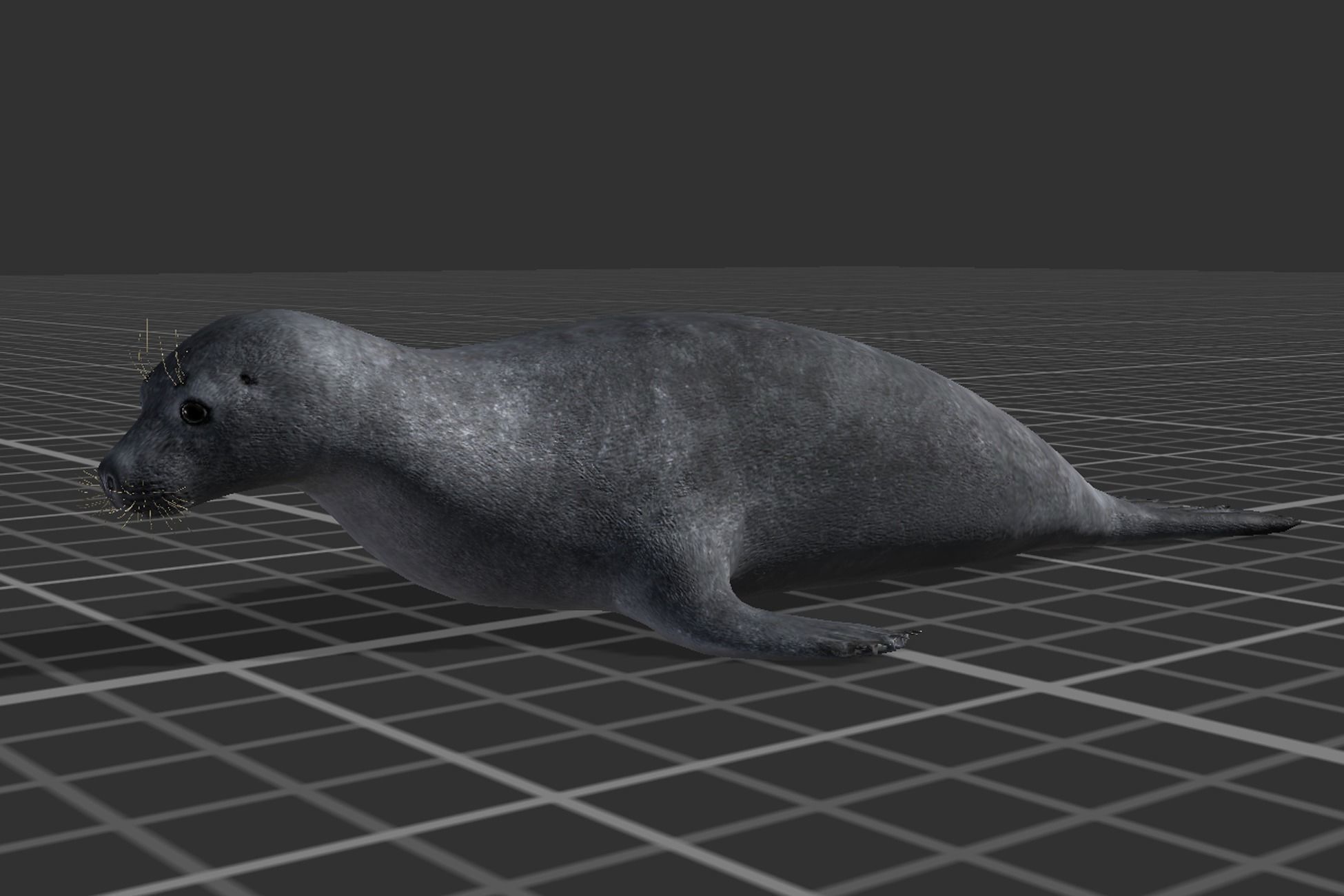 Arctic Seal Low-poly 3D model_3