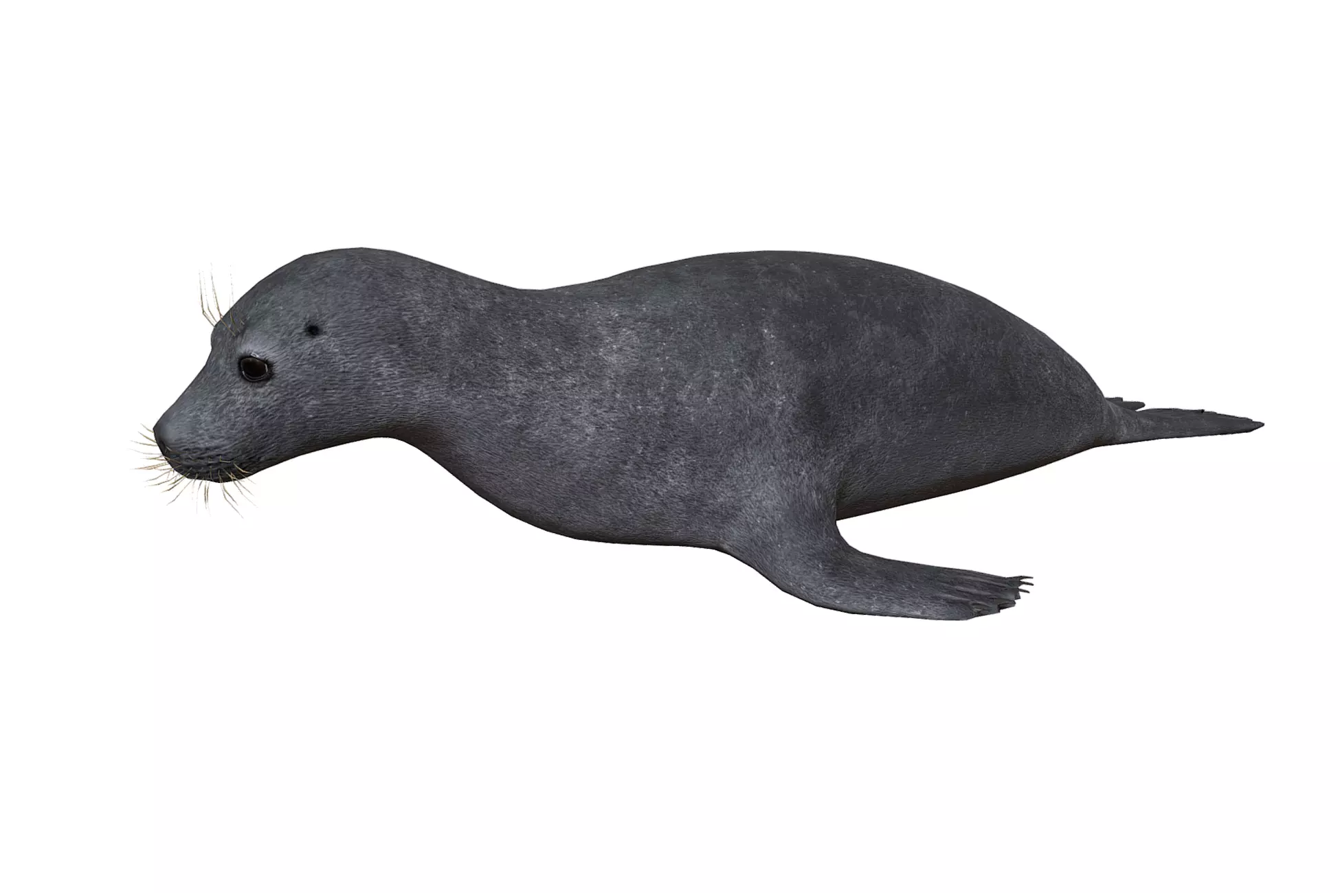 Arctic Seal Low-poly 3D model_0