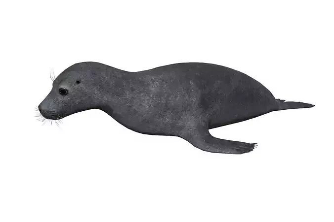 Arctic Seal Low-poly 3D model