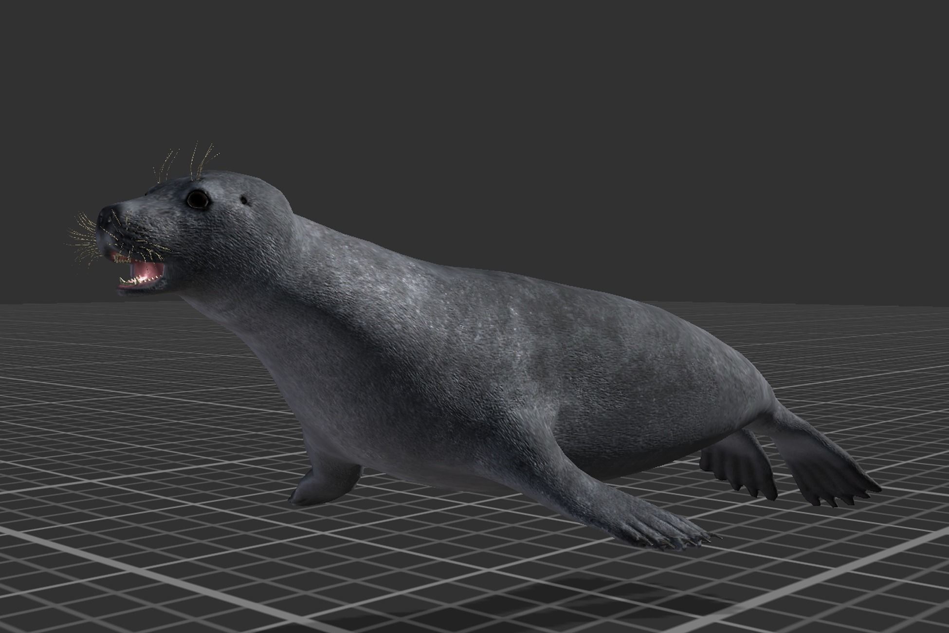 Arctic Seal Low-poly 3D model_7