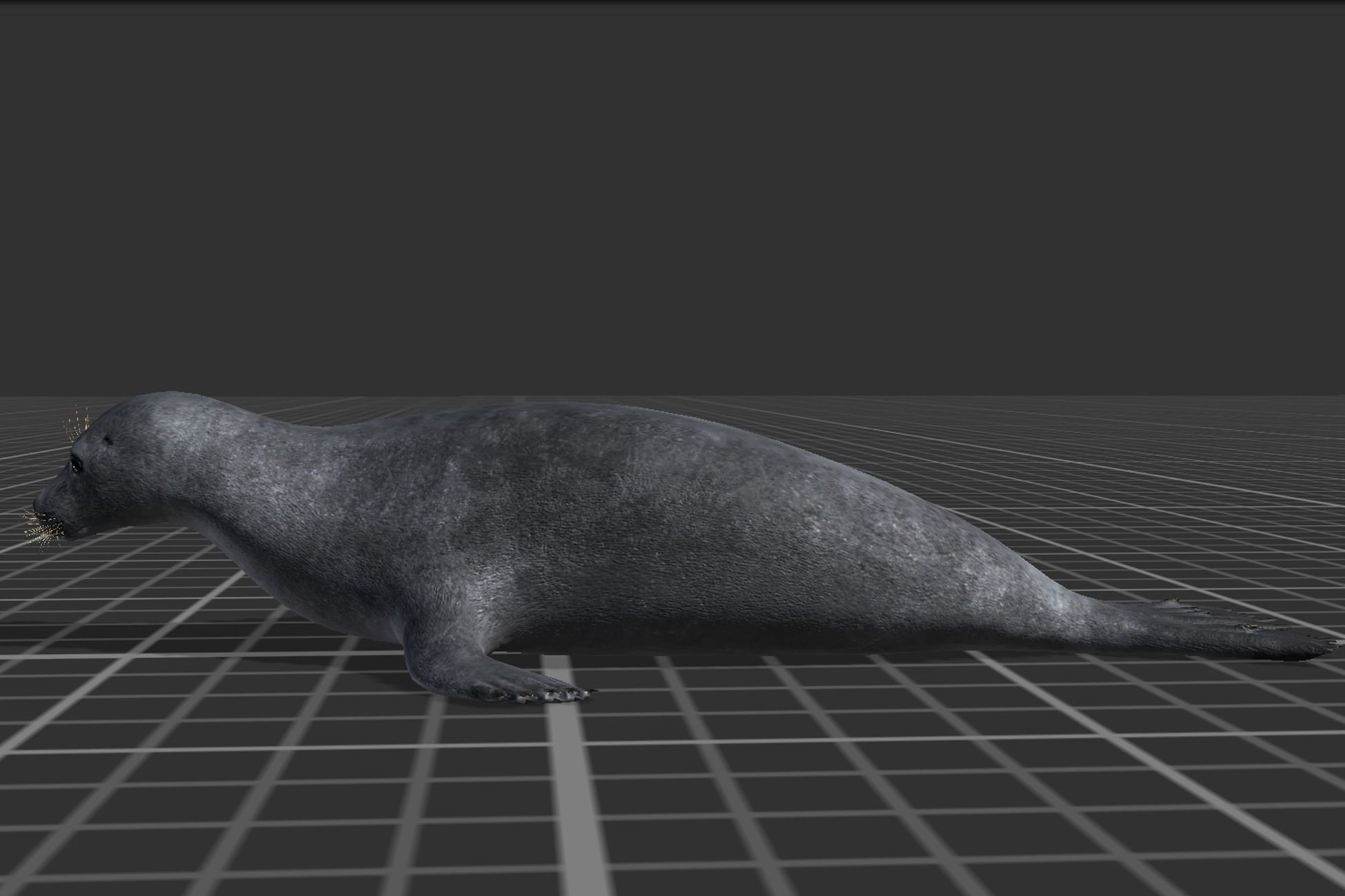 Arctic Seal Low-poly 3D model_2