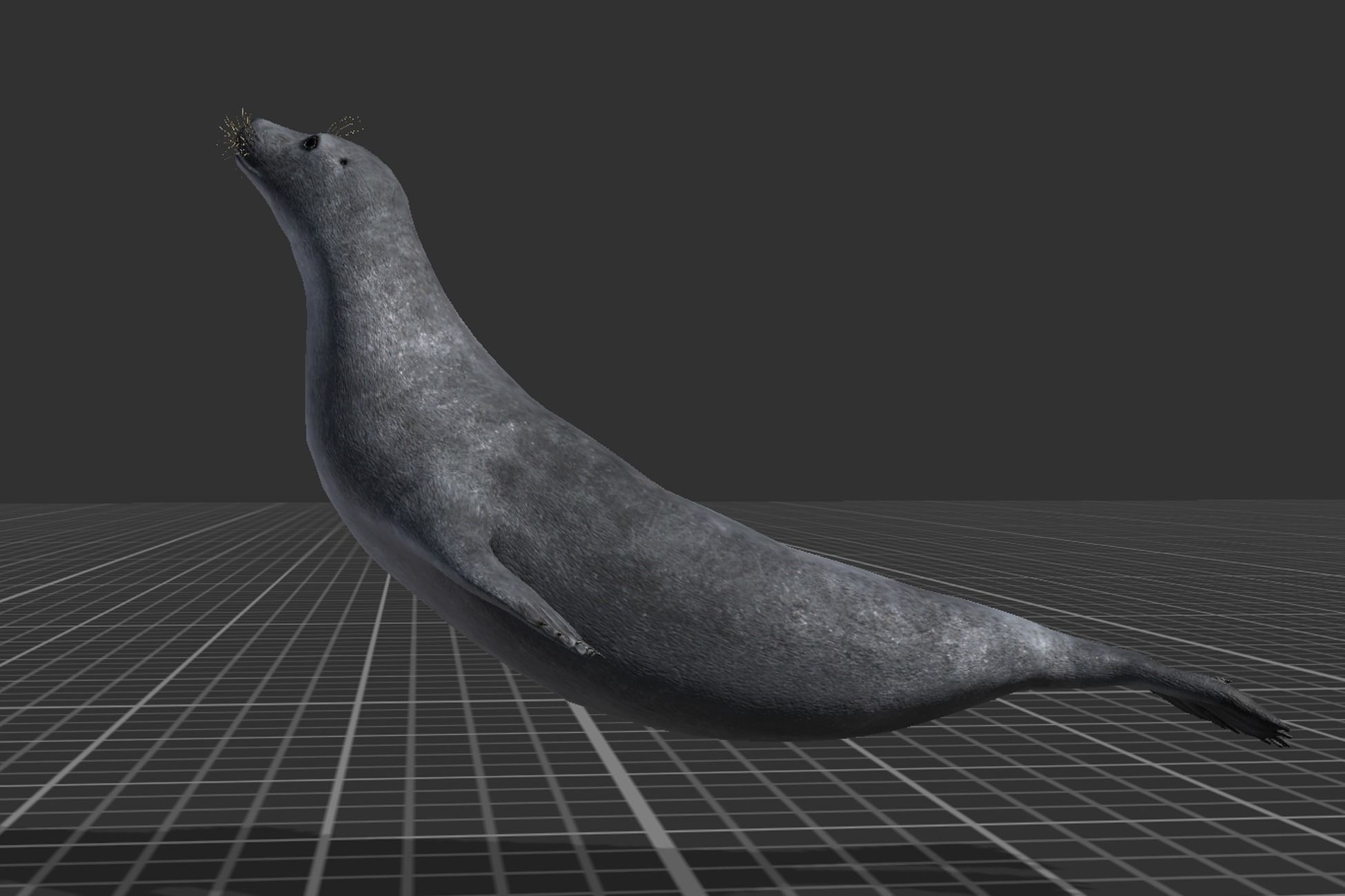 Arctic Seal Low-poly 3D model_6
