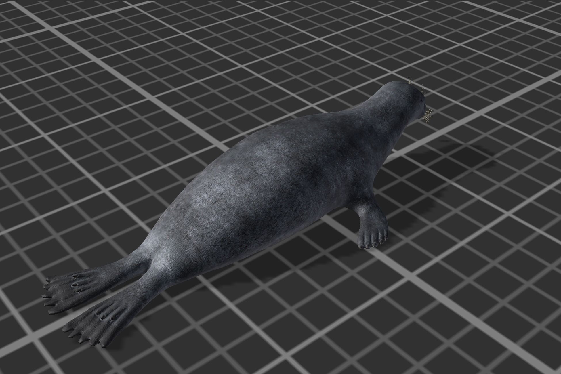 Arctic Seal Low-poly 3D model_4