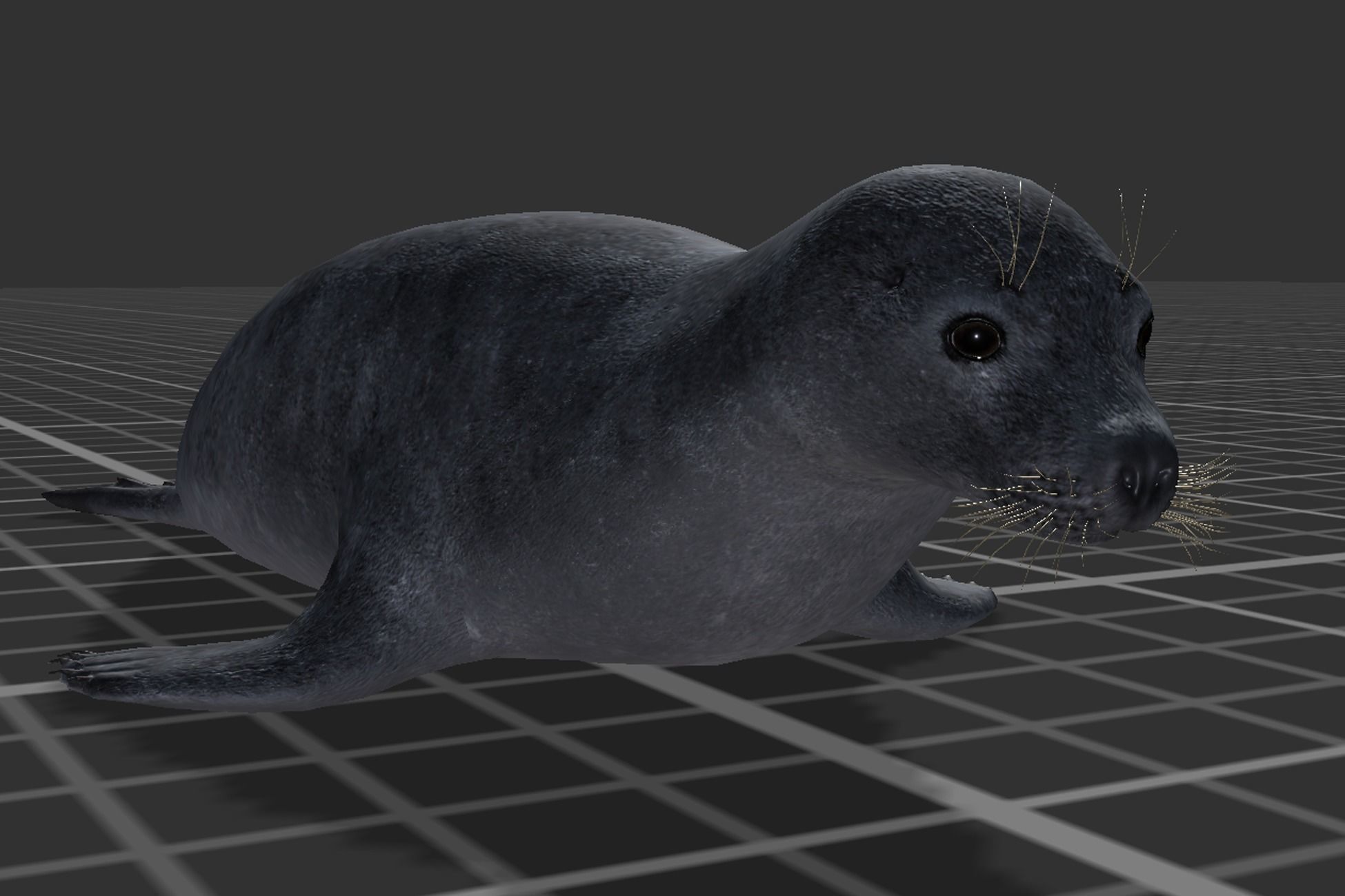 Arctic Seal Low-poly 3D model_5