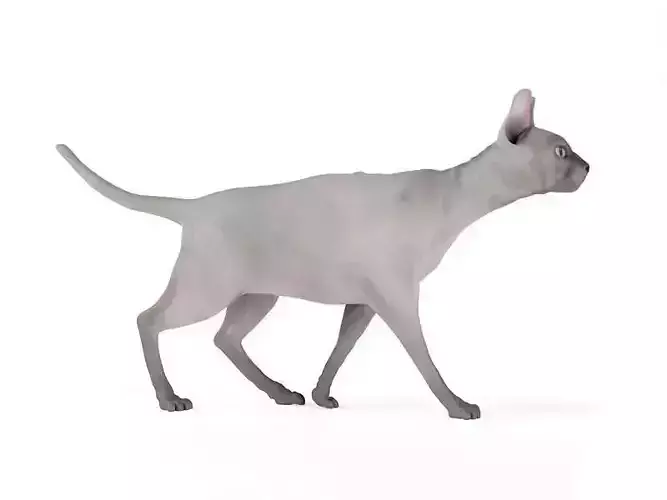 Cat   Egyptian Hairless