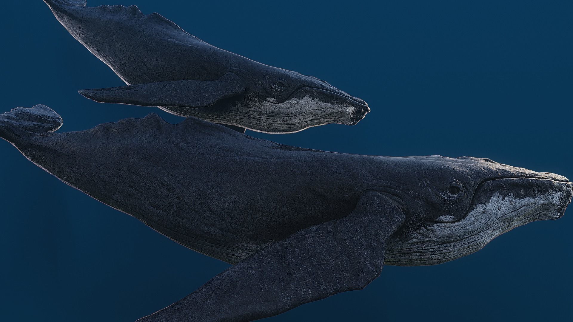 Humpback whale top quality realistic Low-poly 3D model_6