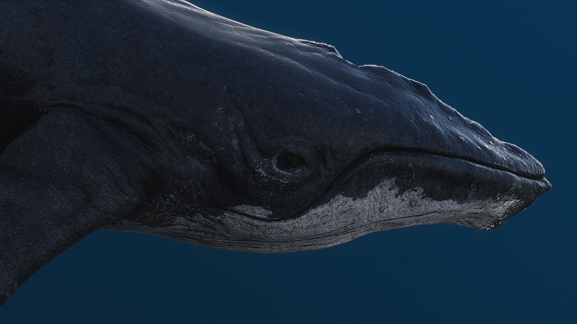 Humpback whale top quality realistic Low-poly 3D model_4