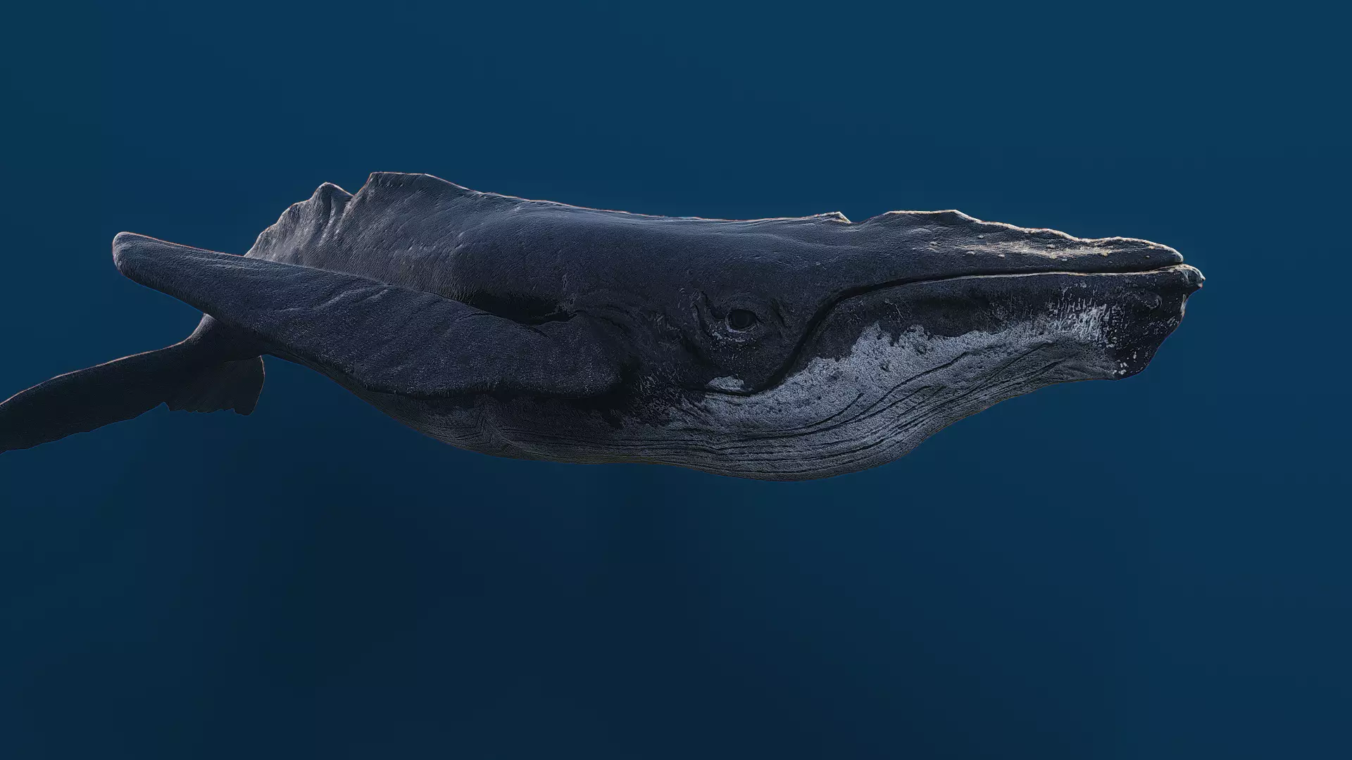 Humpback whale top quality realistic Low-poly 3D model_0