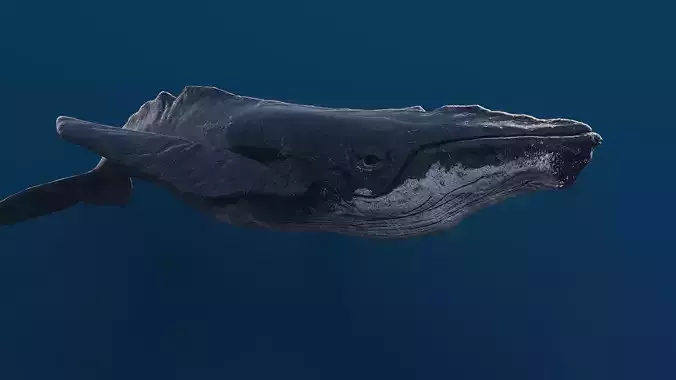 Humpback whale top quality realistic Low-poly 3D model