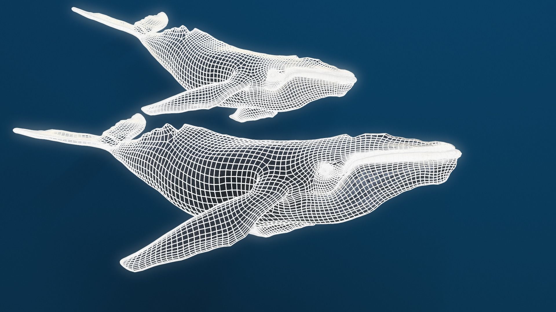 Humpback whale top quality realistic Low-poly 3D model_3