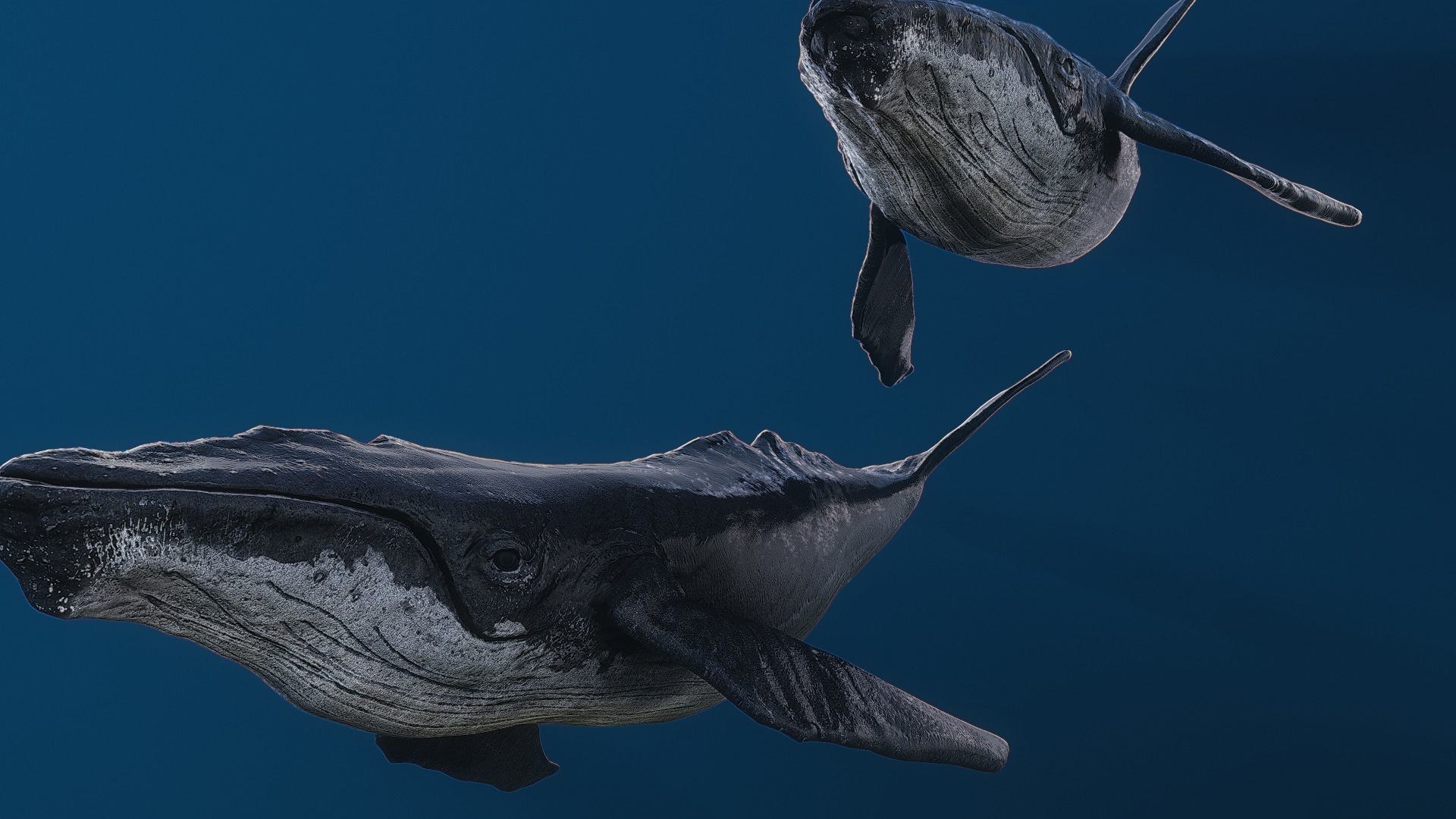 Humpback whale top quality realistic Low-poly 3D model_5