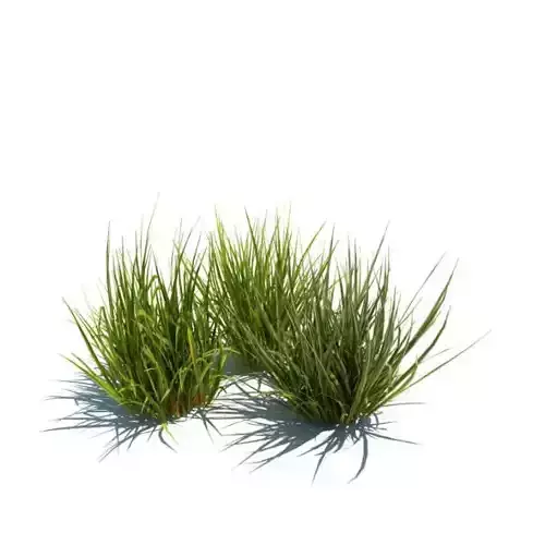 Three Pieces Of Grass