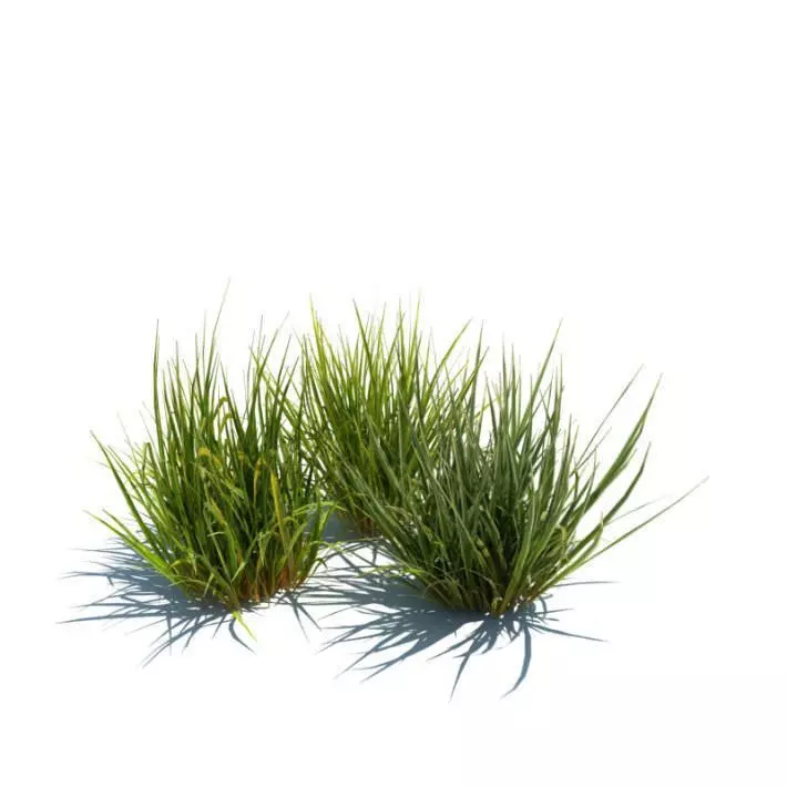Three Pieces Of Grass 3D model_0