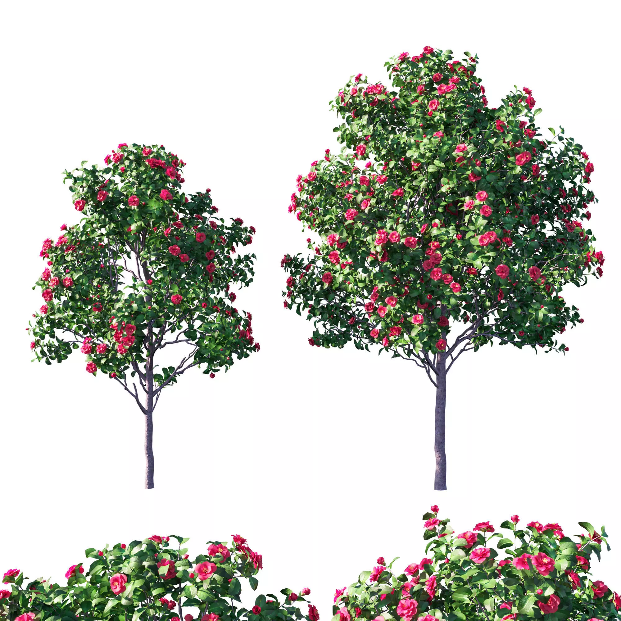 Camellia Japonica 2 3D model