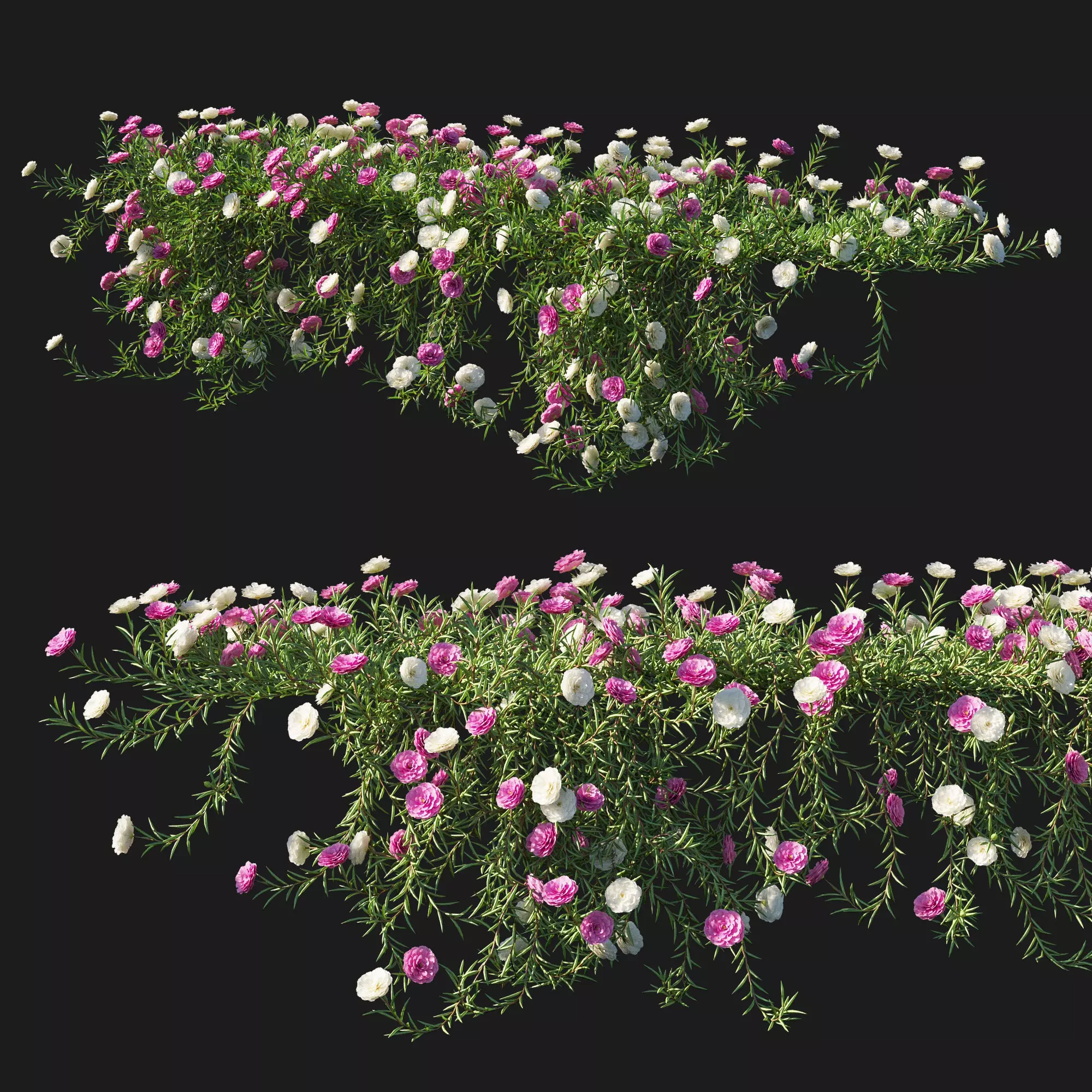 Portulaca grandiflora 03 3D model_0