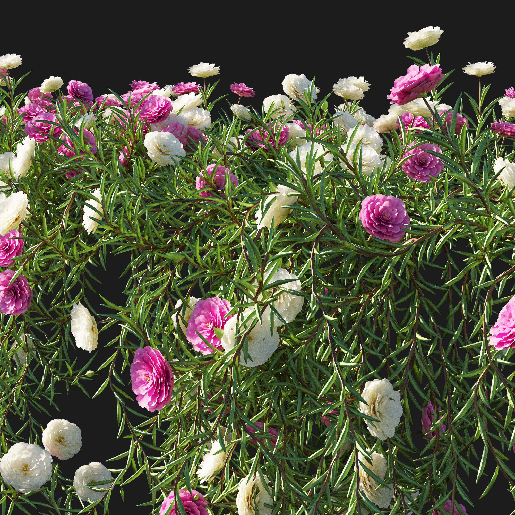 Portulaca grandiflora 03 3D model_1