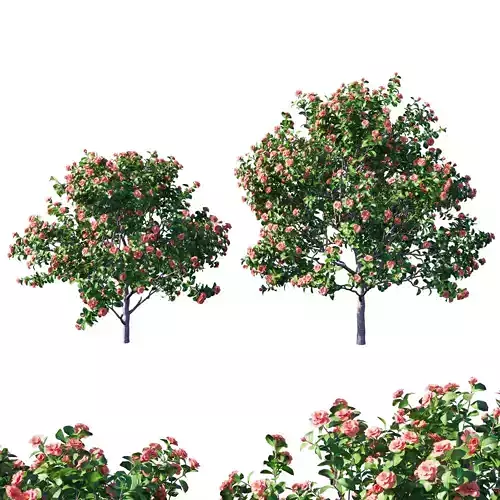 Camellia japonica  4 3D model