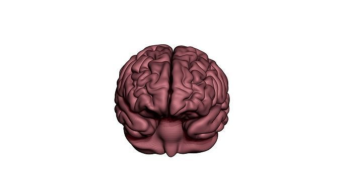 Brain human 3D model