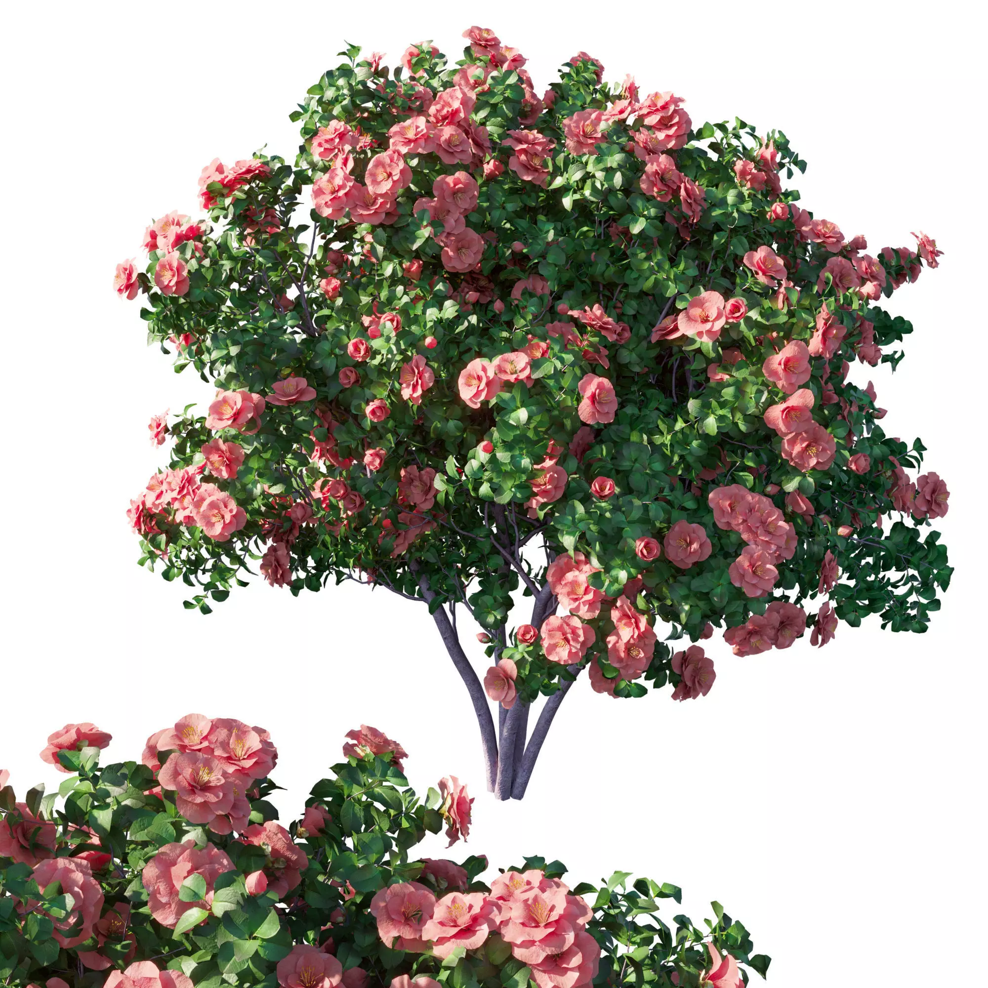 Camellia japonica 5 3D model
