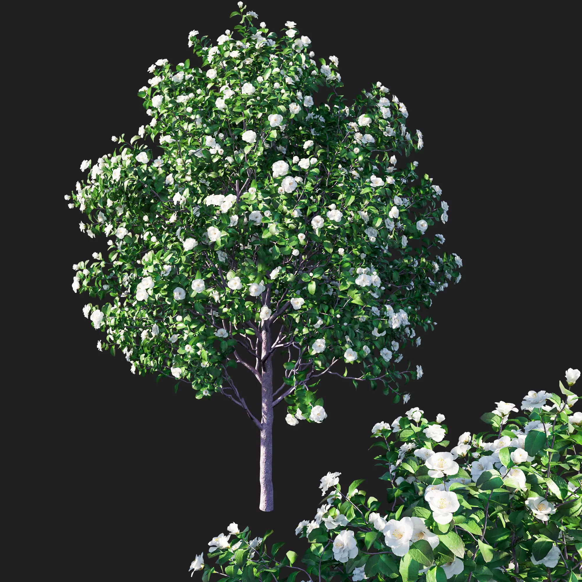 Camellia japonica 6 3D model