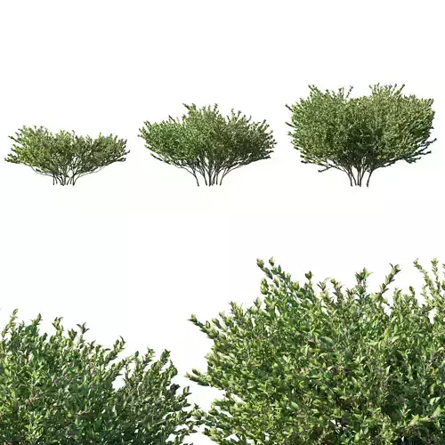 Abelia grandiflora 3D model