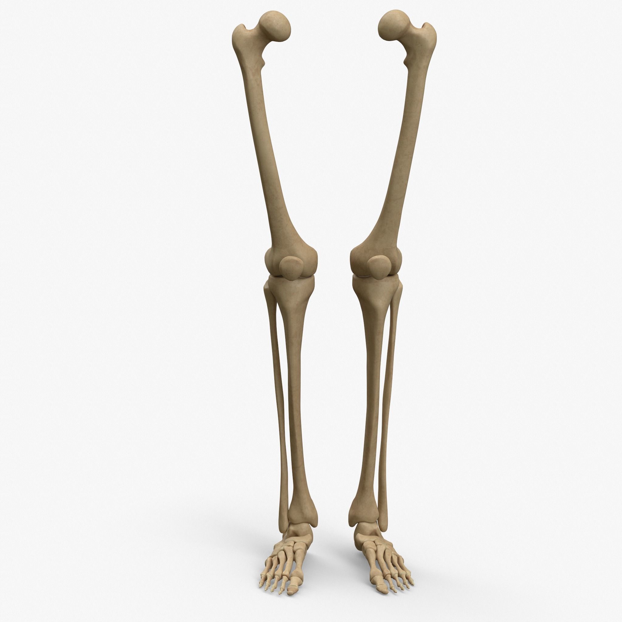 Anatomy Legs Foot Bones 3D model_5