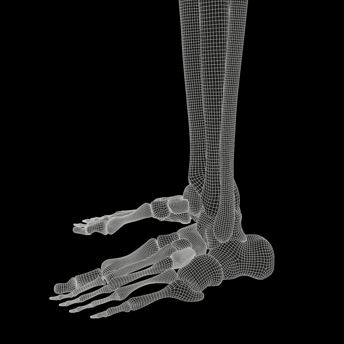 Anatomy Legs Foot Bones 3D model_9