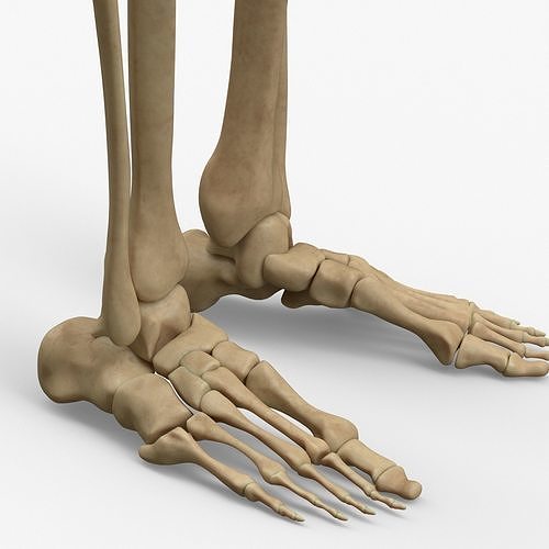 Anatomy Legs Foot Bones 3D model