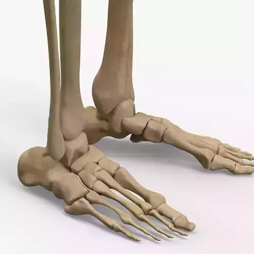 Anatomy Legs Foot Bones 3D model