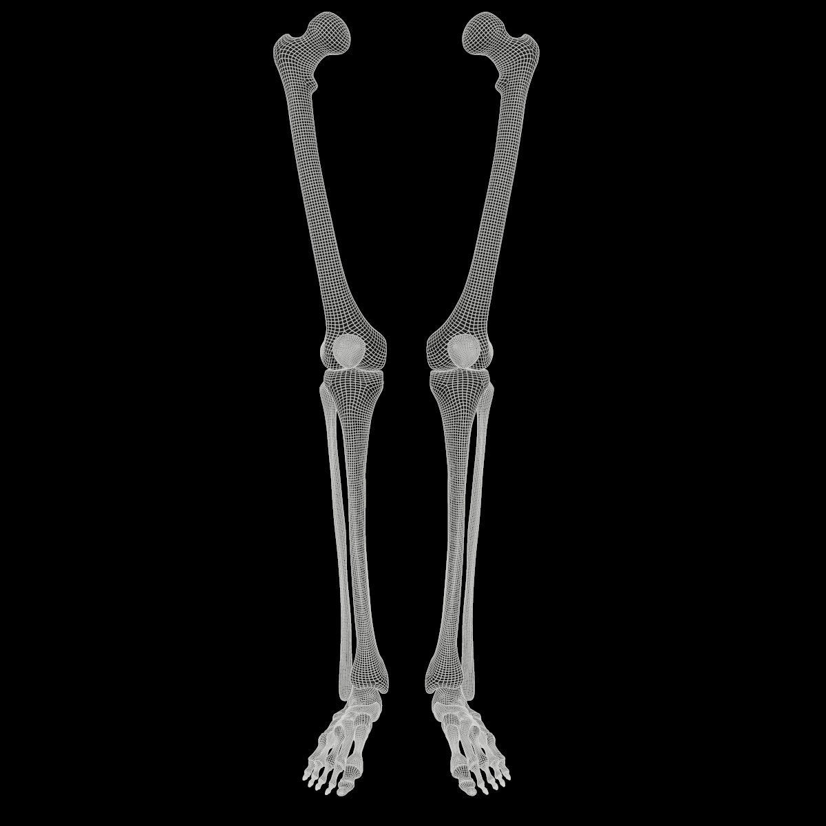 Anatomy Legs Foot Bones 3D model_8