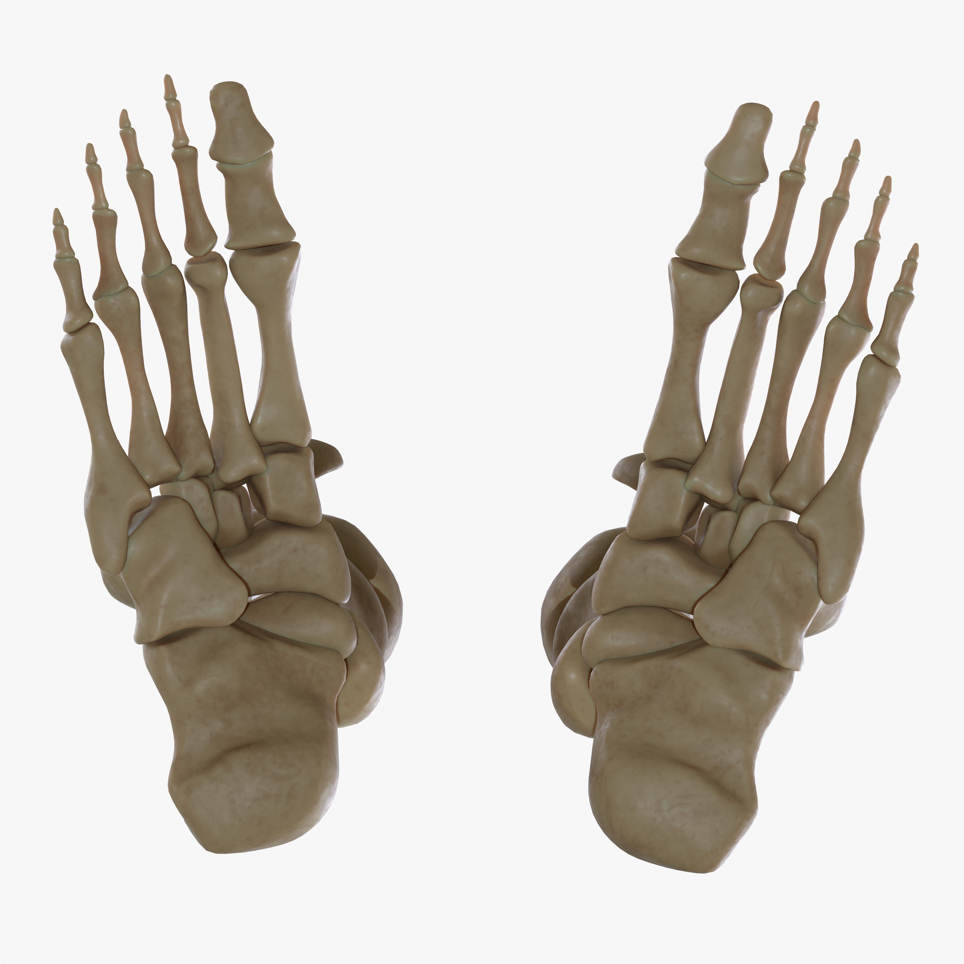 Anatomy Legs Foot Bones 3D model_3