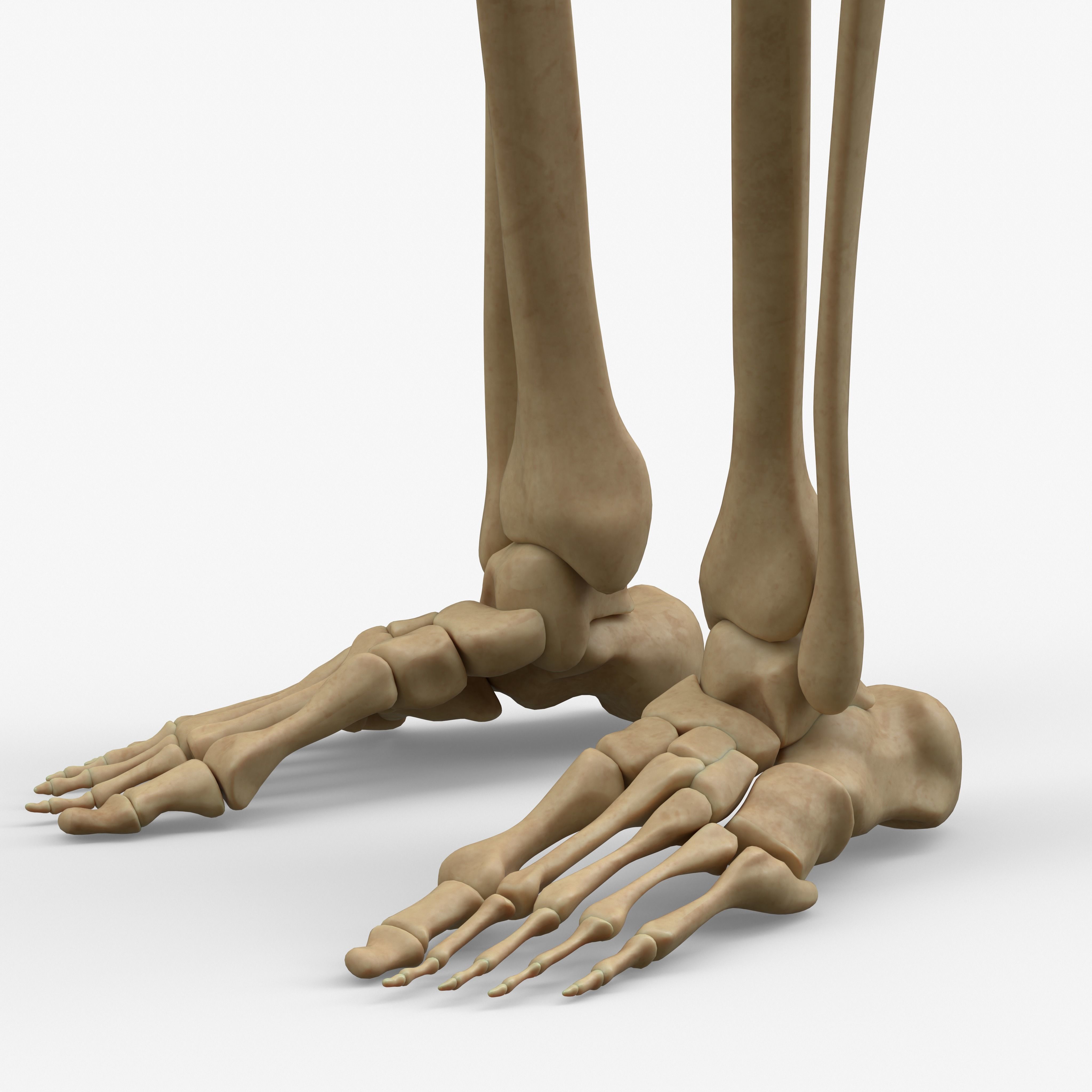 Anatomy Legs Foot Bones 3D model_1