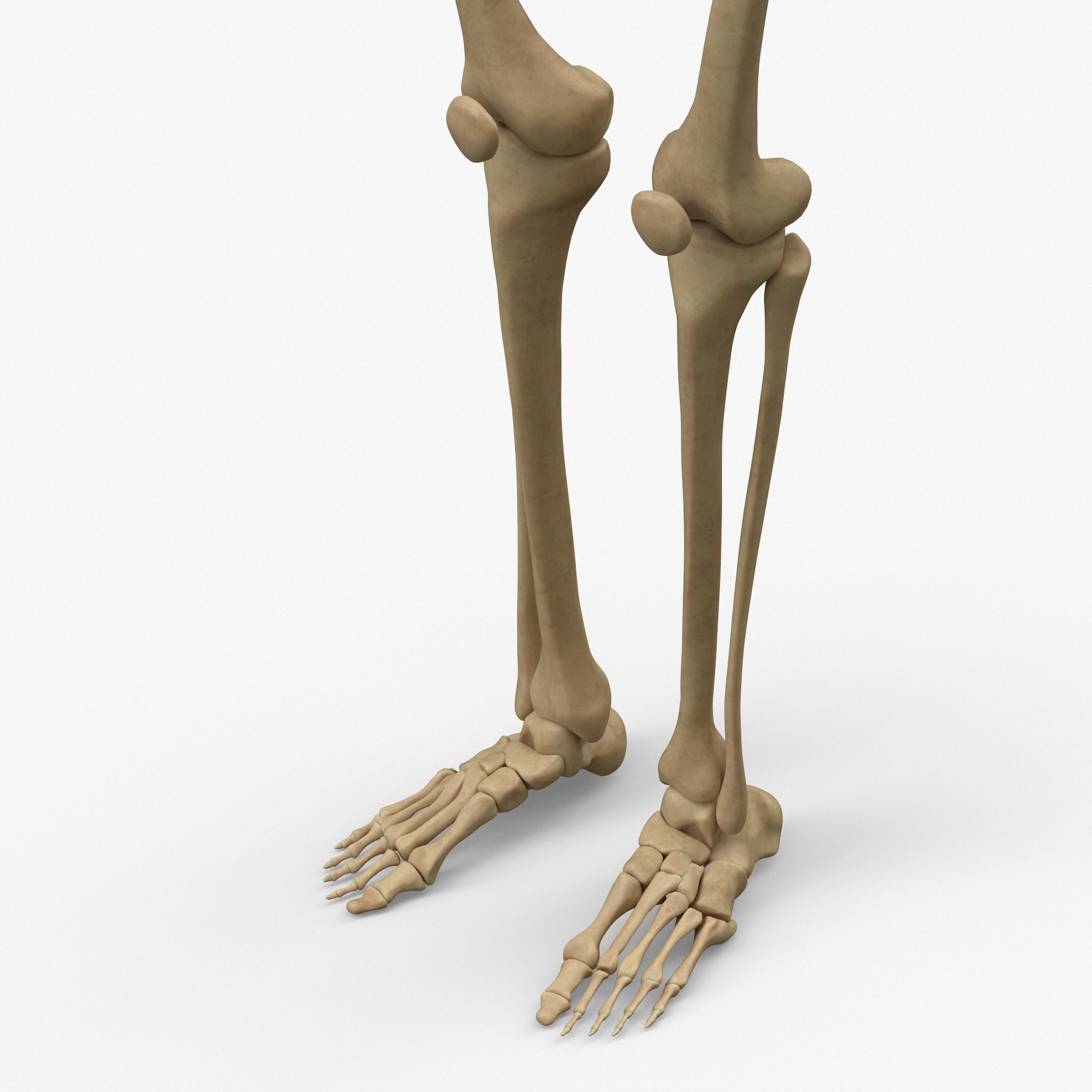 Anatomy Legs Foot Bones 3D model_4
