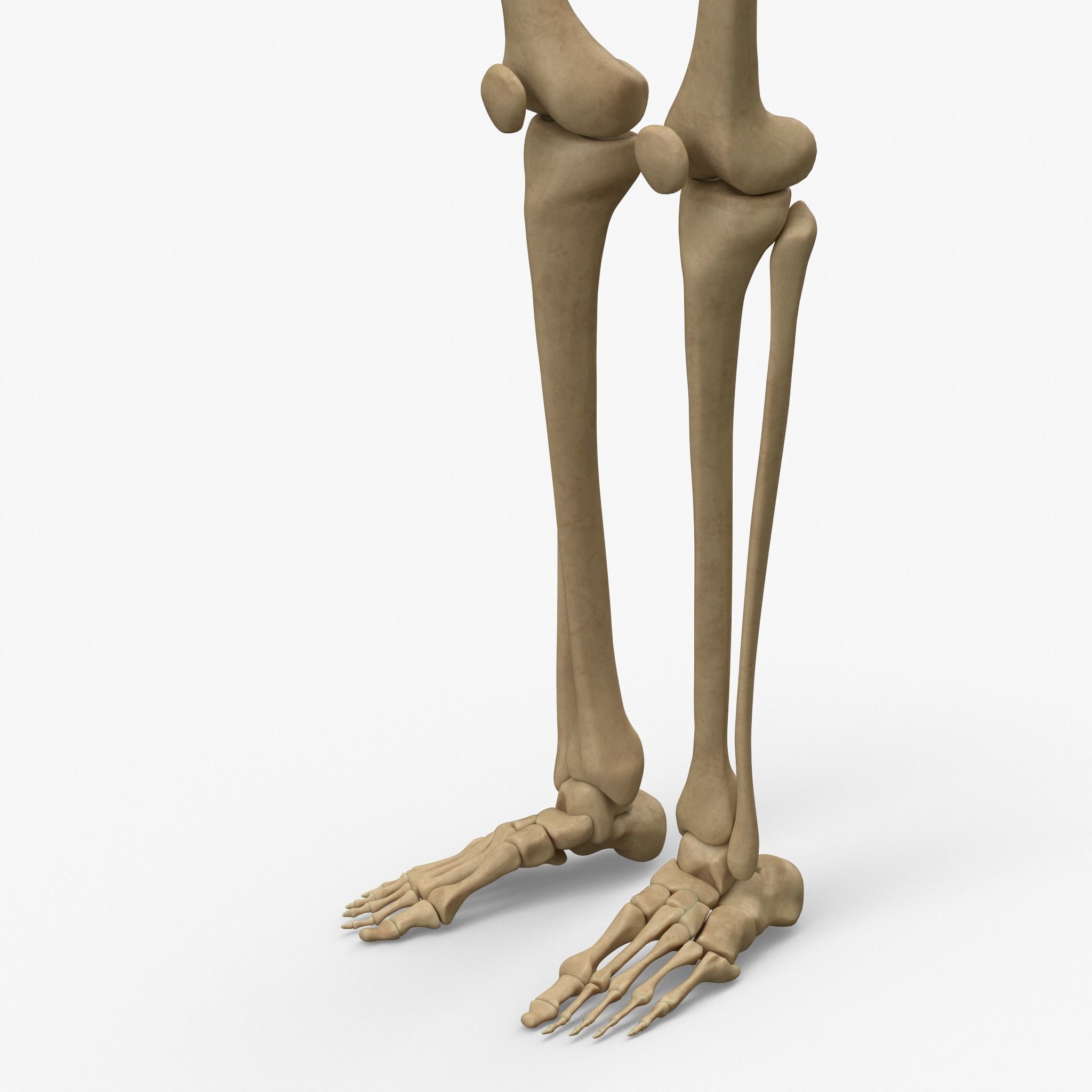 Anatomy Legs Foot Bones 3D model_6