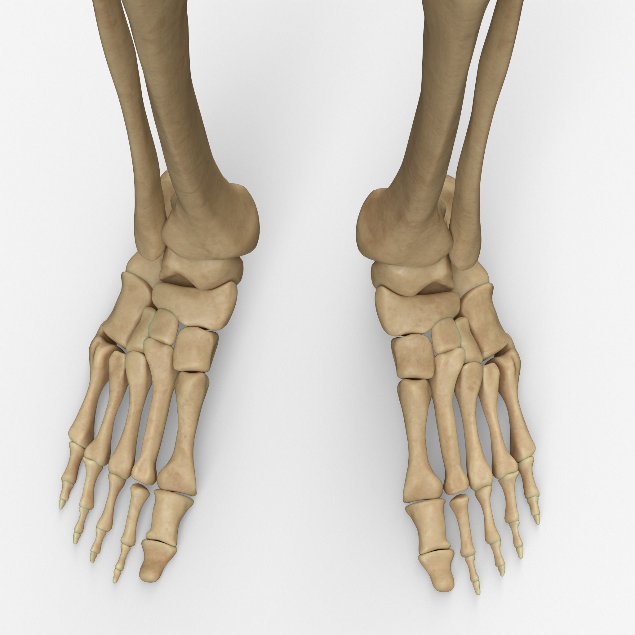 Anatomy Legs Foot Bones 3D model_2