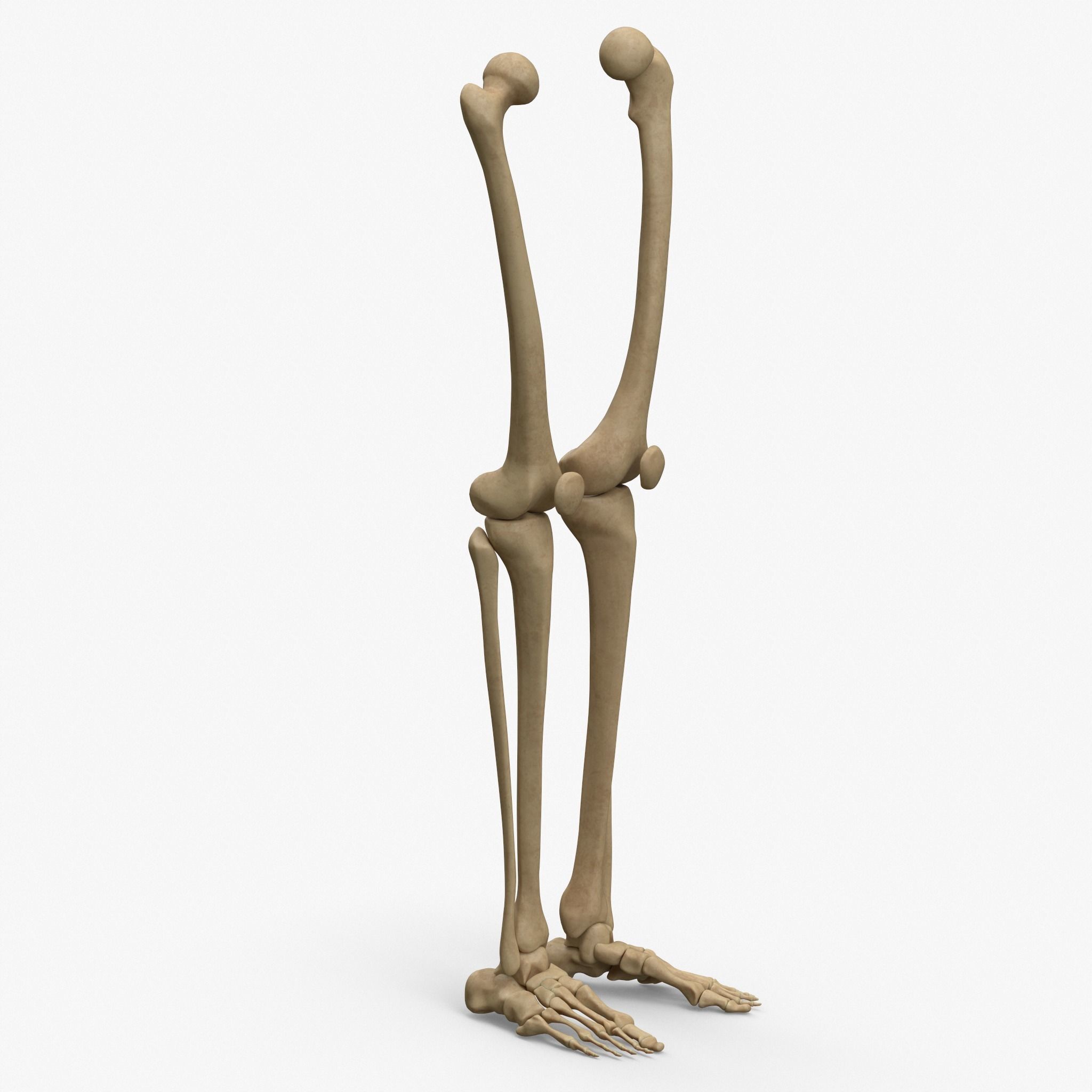 Anatomy Legs Foot Bones 3D model_7