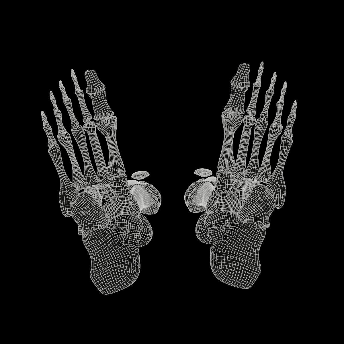 Anatomy Legs Foot Bones 3D model_10
