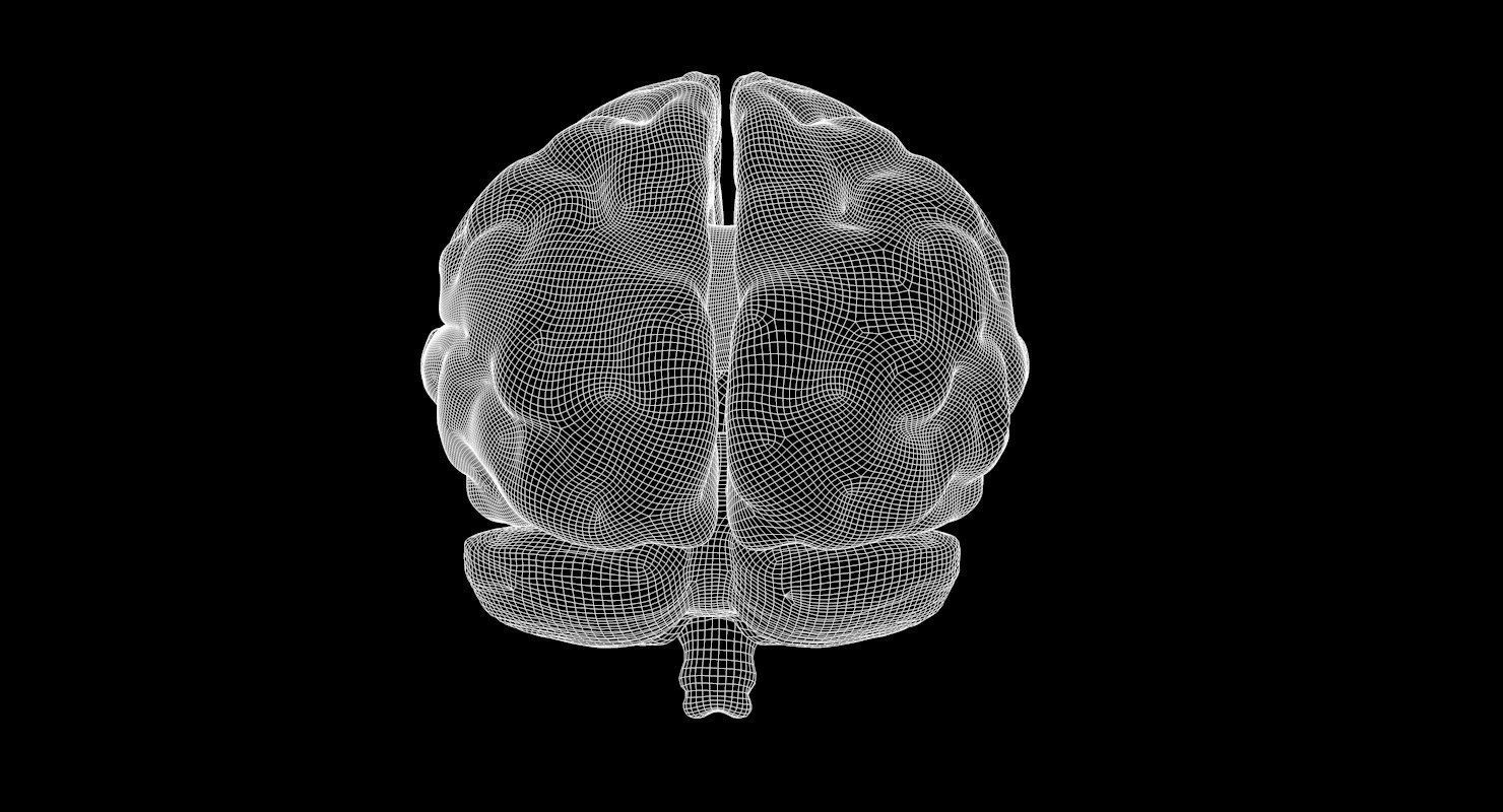 Brain Human Anatomy 3D model_7
