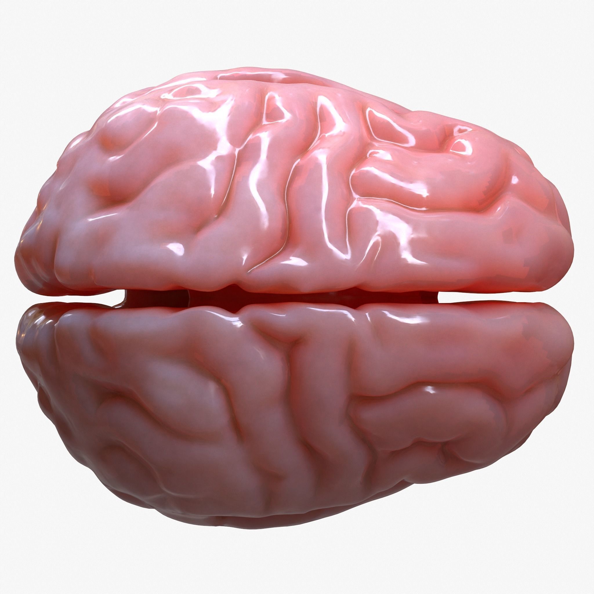 Brain Human Anatomy 3D model_1