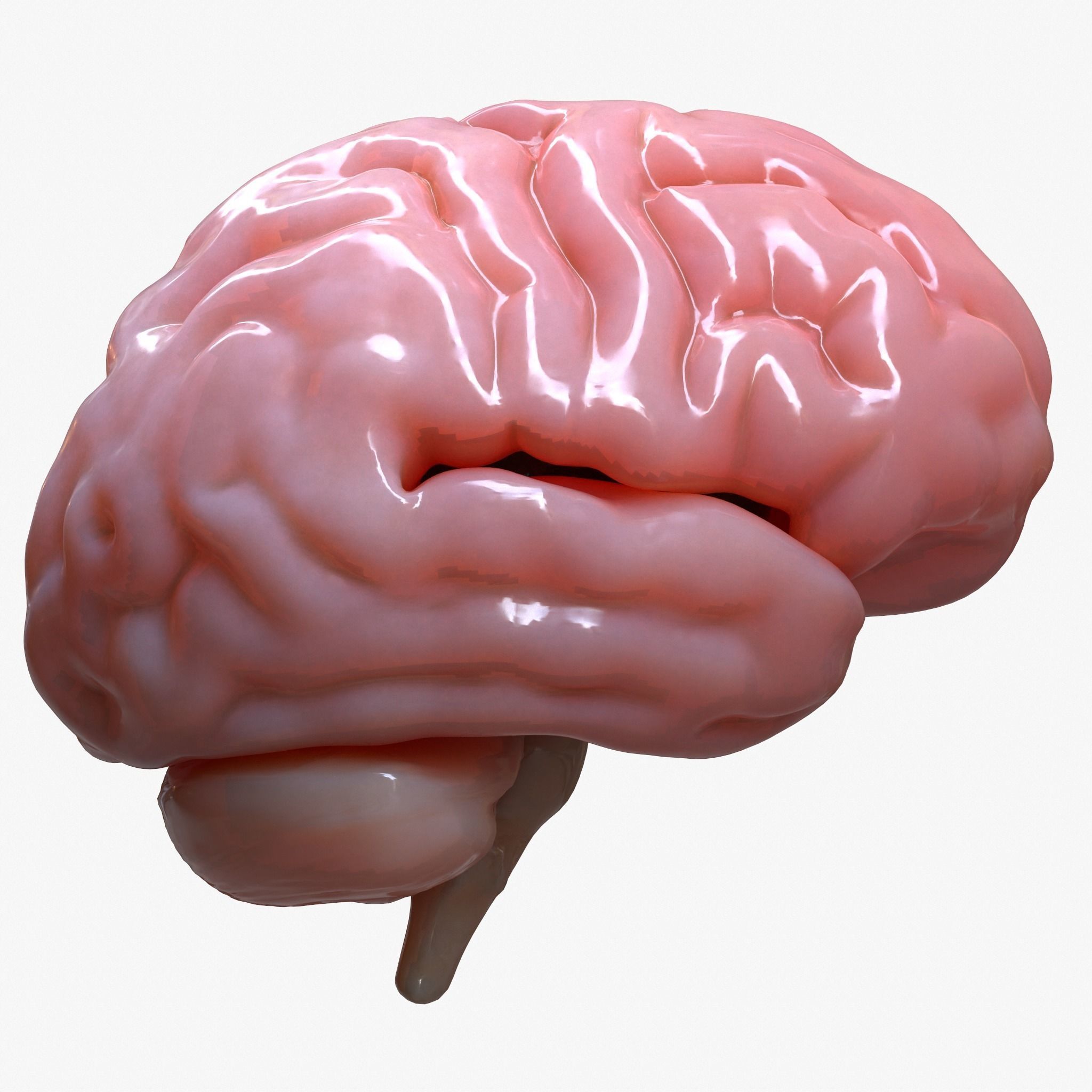 Brain Human Anatomy 3D model_2