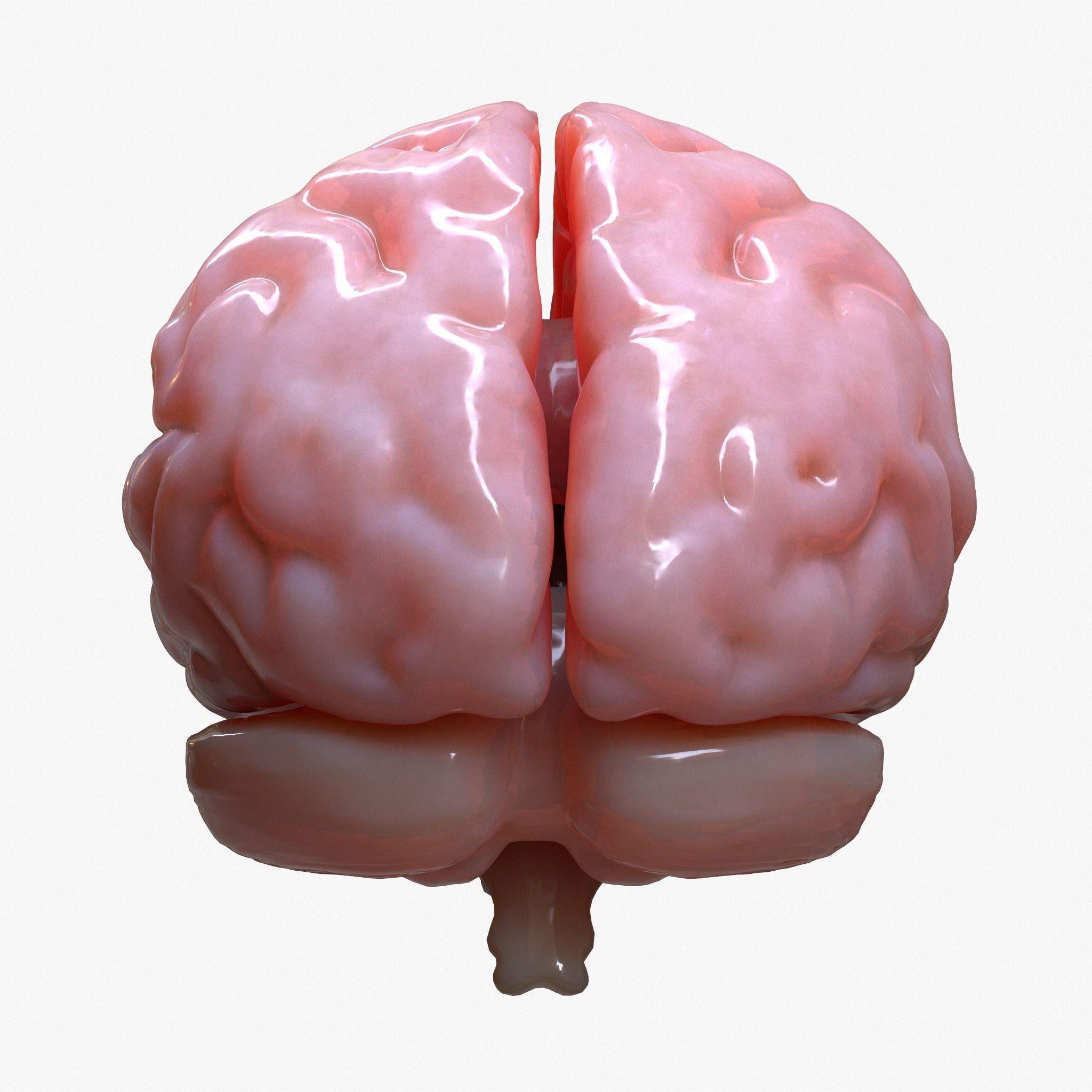Brain Human Anatomy 3D model_6